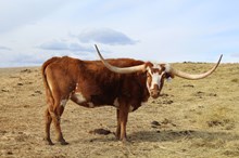 SL 20 COWGIRLS MILKING