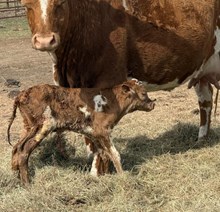 HR ROWDY-N-REB X TARZAN  TAG 2605