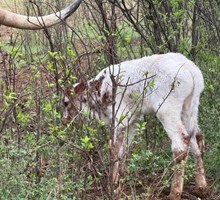 HUBBELLS 20 PLUS X TCR ICEMAN TAG 2607