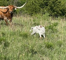 KANSAS MELODY X TCR ICEMAN (H) TAG 526
