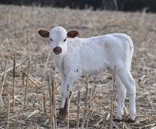 CANTERA'S ALMOST FAMOUS X COUNTY LINE 222 TAG 600