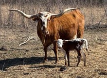 OHL BALDIE'S IDENTITY X COUNTY SEAT 222 TAG 602