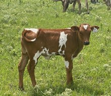 ALLENS DIXIE CHICK X WARRIOR HR (H)