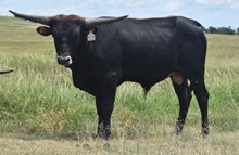 TCR KANSAS COWBOY