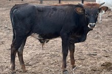 J & T's Rickie Bobbie