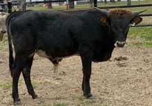 J & T's Rickie Bobbie