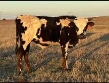 Sassie Showoff Bull 2421