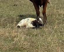 RJF JAMMIN TRIXIE X TCR ICEMAN TAG  2602