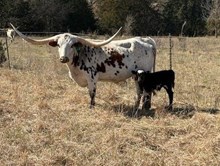 JBR 24 KARAT X TOMBSTONE 201 TAG 01/26