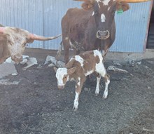 JBR FANTASY X TARZAN 321 