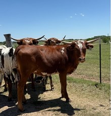 LB JAMMIN AWESOME GAL