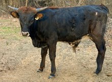 J & T's Rickie Bobbie