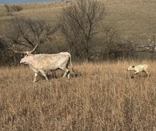 HR PRETTY SUPER X TOMBSTONE TAG 2600