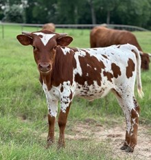 RHF SHARP  KELLY GIRL X JAMMIN TEX (H) TAG 1224