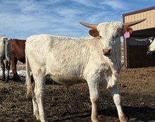 TCR ICEMAN X RJF JAMMIN TRIXIE  Tag 