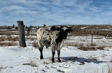 CR DAMASCUS SILK X TK LEE (B) TAG 509