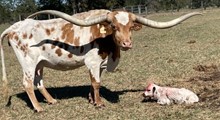 Rebel HR x Shamrock My World Tag 221