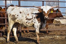 RJF CHERRY COKE X TK LEE (H) TAG 2/25